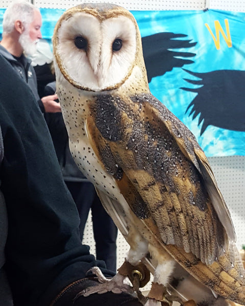 Majestic Owls at the Millicent Rogers Museum